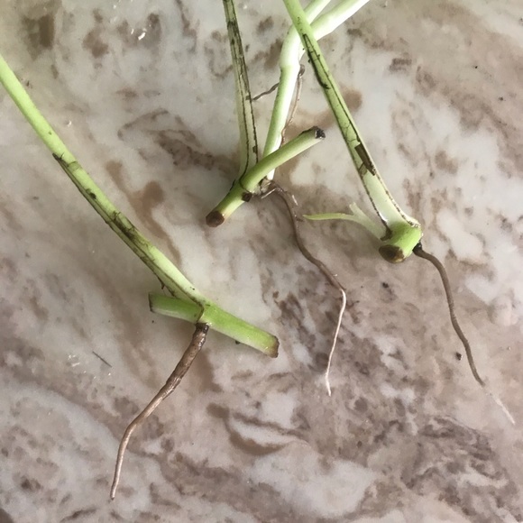 5 Rooted Starter Neon Pothos - Picture 5 of 11